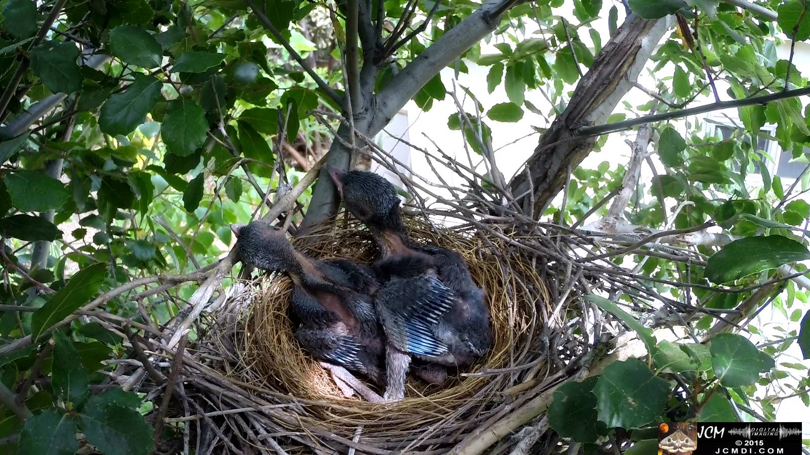 Scrub Jay nest documentary - chicks in nest